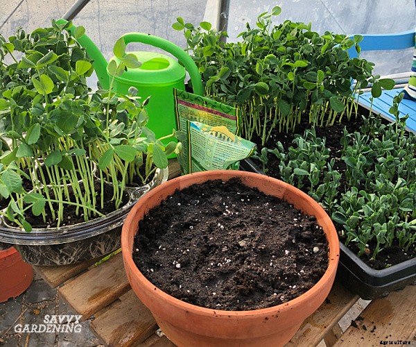 Pea sprouts and shoots: A step-by-step growing guide