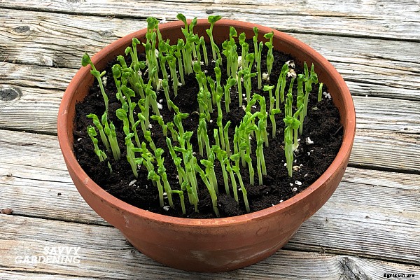 Pea sprouts and shoots: A step-by-step growing guide