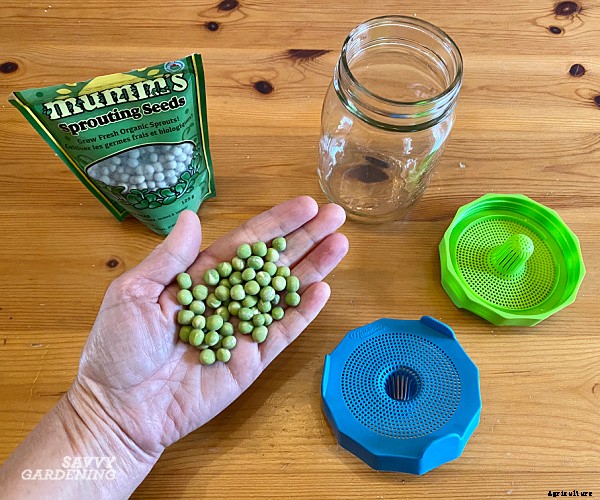 Pea sprouts and shoots: A step-by-step growing guide