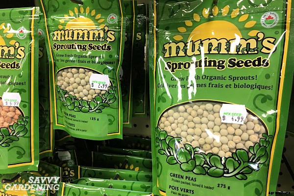 Pea sprouts and shoots: A step-by-step growing guide