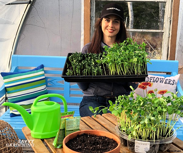 Pea sprouts and shoots: A step-by-step growing guide