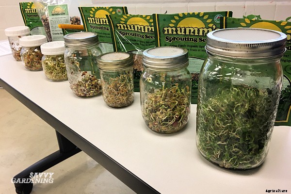 Pea sprouts and shoots: A step-by-step growing guide