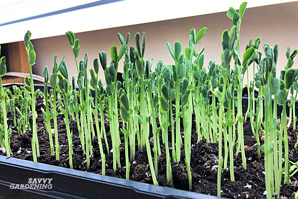 Pea sprouts and shoots: A step-by-step growing guide