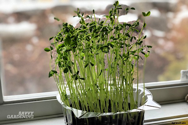 Pea sprouts and shoots: A step-by-step growing guide