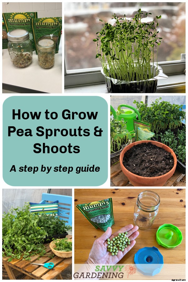 Pea sprouts and shoots: A step-by-step growing guide