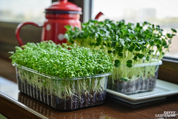 Indoor food garden ideas: 11 easy vegetables and fruits to get you started