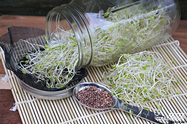 Indoor food garden ideas: 11 easy vegetables and fruits to get you started