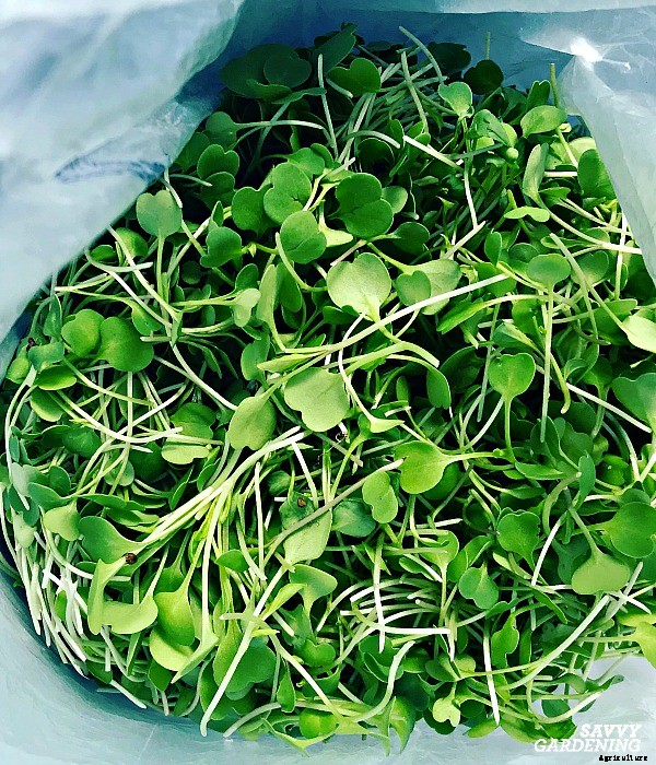 Indoor food garden ideas: 11 easy vegetables and fruits to get you started