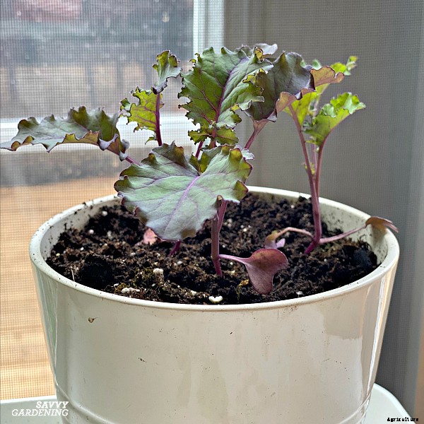 Indoor food garden ideas: 11 easy vegetables and fruits to get you started