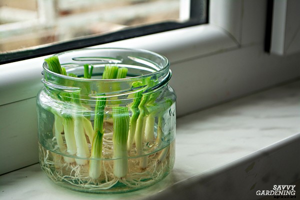 Indoor food garden ideas: 11 easy vegetables and fruits to get you started