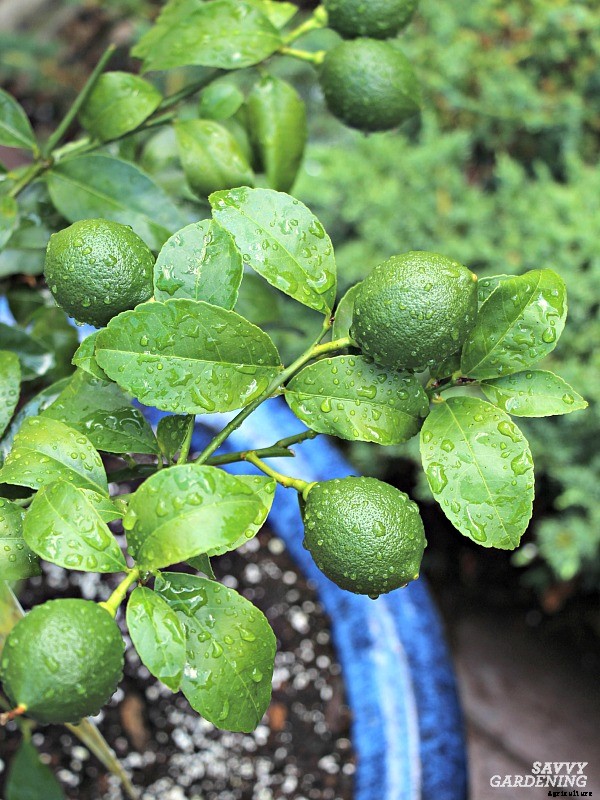 Indoor food garden ideas: 11 easy vegetables and fruits to get you started