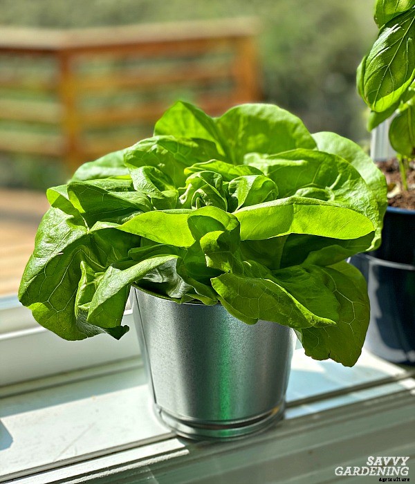 Indoor food garden ideas: 11 easy vegetables and fruits to get you started
