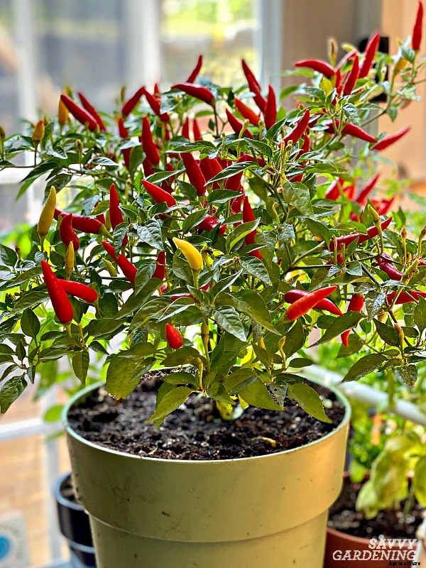 Indoor food garden ideas: 11 easy vegetables and fruits to get you started