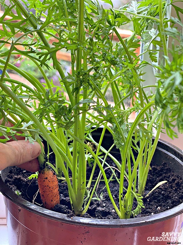 Indoor food garden ideas: 11 easy vegetables and fruits to get you started