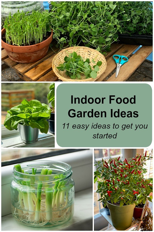 Indoor food garden ideas: 11 easy vegetables and fruits to get you started