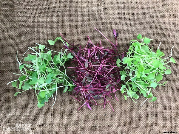 How to grow broccoli sprouts and microgreens: 6 methods for success