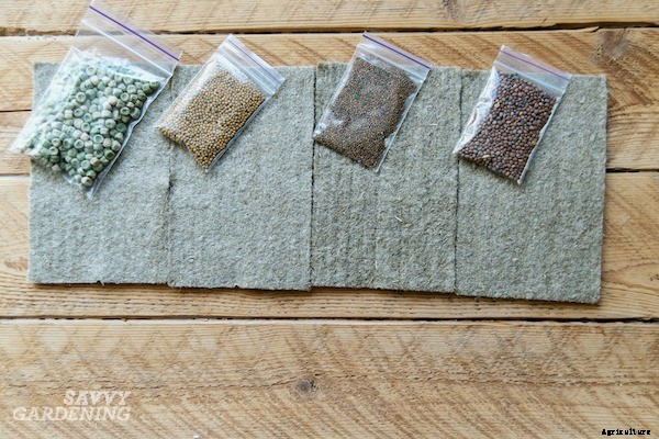 How to grow broccoli sprouts and microgreens: 6 methods for success