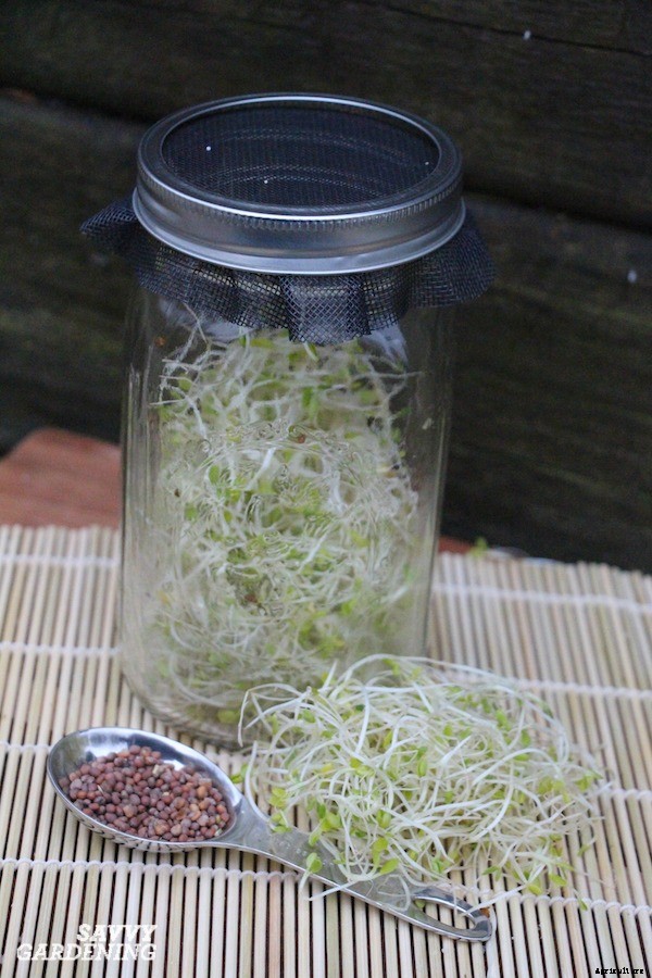 How to grow broccoli sprouts and microgreens: 6 methods for success