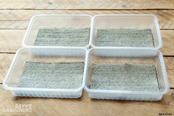 How to grow broccoli sprouts and microgreens: 6 methods for success