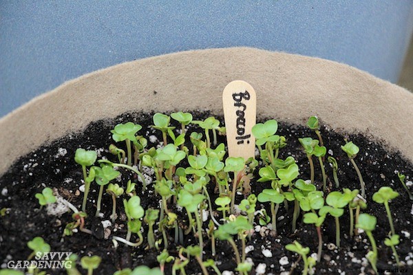 How to grow broccoli sprouts and microgreens: 6 methods for success