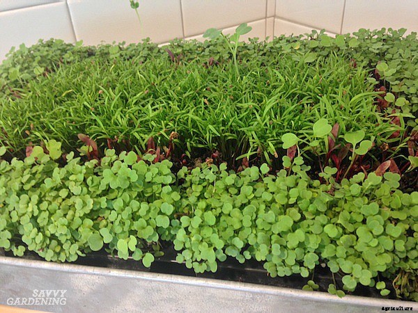 How to grow broccoli sprouts and microgreens: 6 methods for success