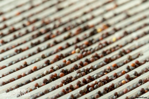 How to grow broccoli sprouts and microgreens: 6 methods for success