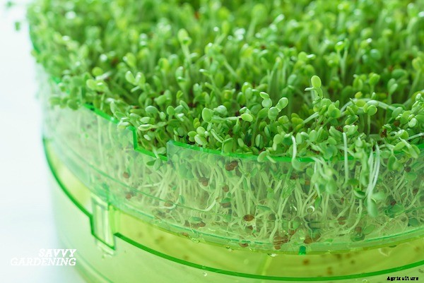 How to grow broccoli sprouts and microgreens: 6 methods for success
