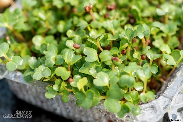 How to grow broccoli sprouts and microgreens: 6 methods for success
