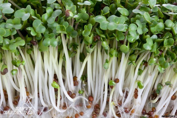 How to grow broccoli sprouts and microgreens: 6 methods for success
