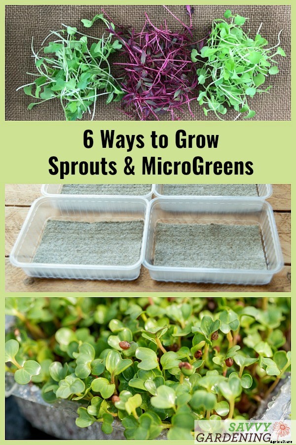 How to grow broccoli sprouts and microgreens: 6 methods for success