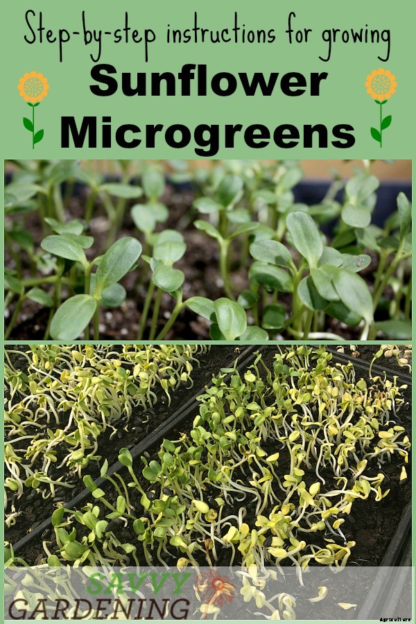 Edible sunflower microgreens