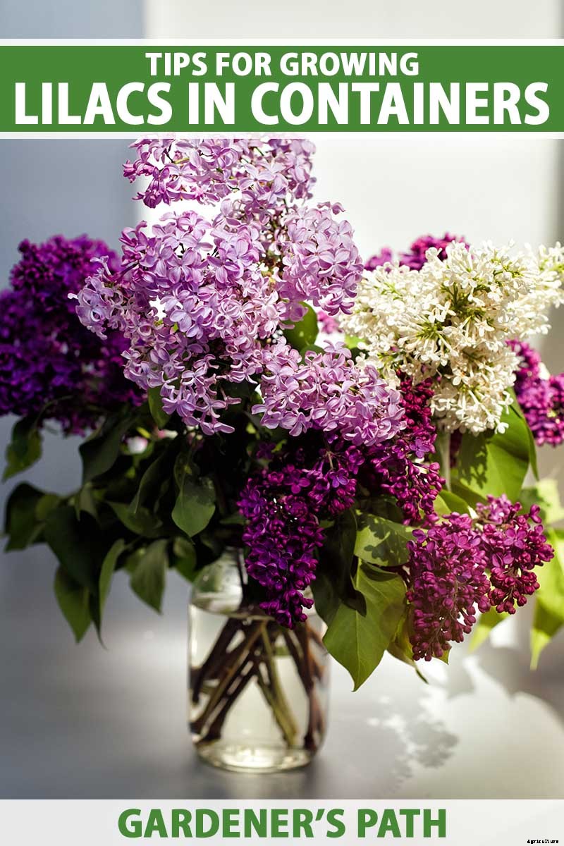 How to Grow Lilacs in Pots and Planters
