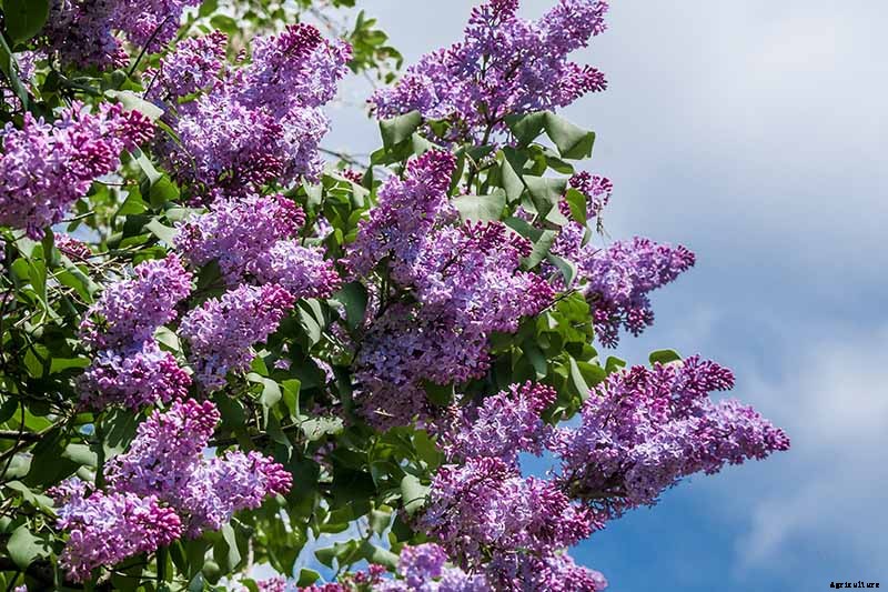 How to Grow Lilacs in Pots and Planters