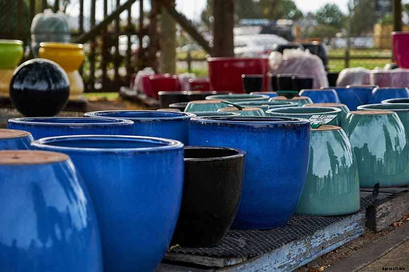 How to Grow Lilacs in Pots and Planters