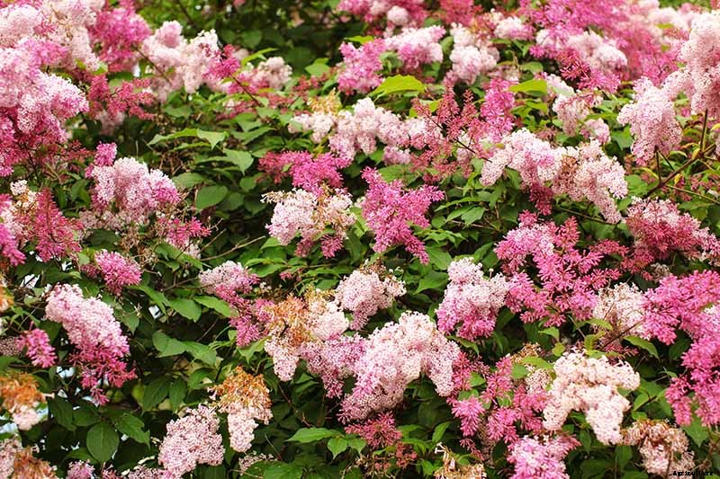 How to Grow Lilacs in Pots and Planters