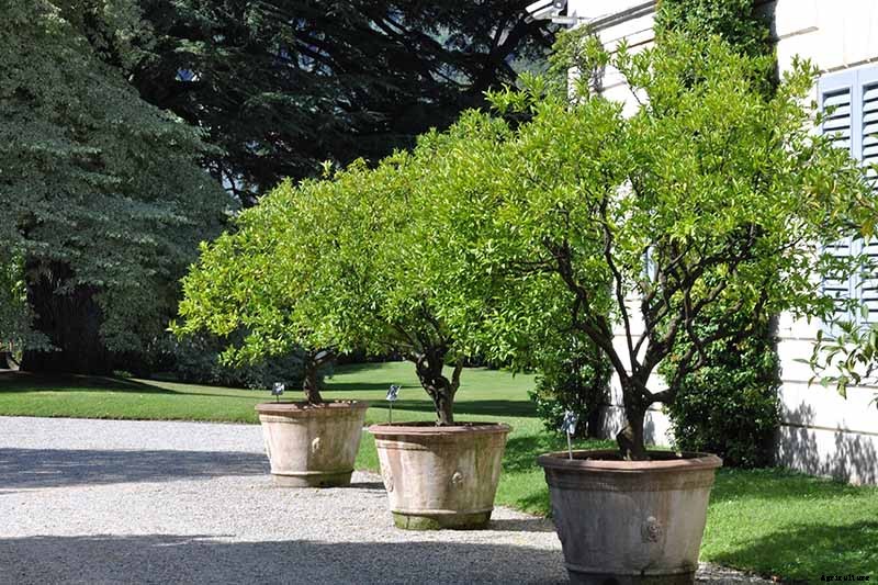 How to Grow Lilacs in Pots and Planters