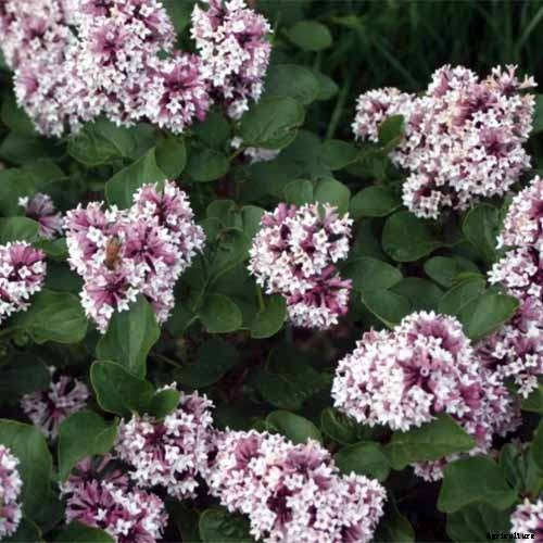 How to Grow Lilacs in Pots and Planters