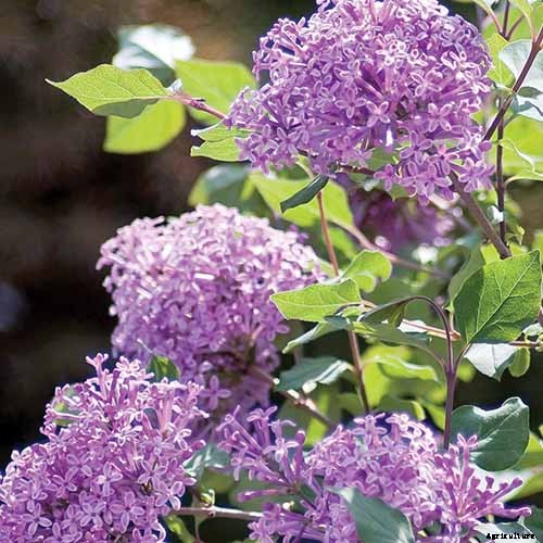 How to Grow Lilacs in Pots and Planters