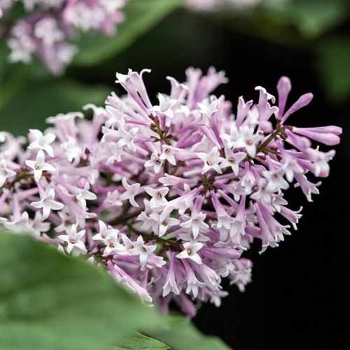 How to Grow Lilacs in Pots and Planters