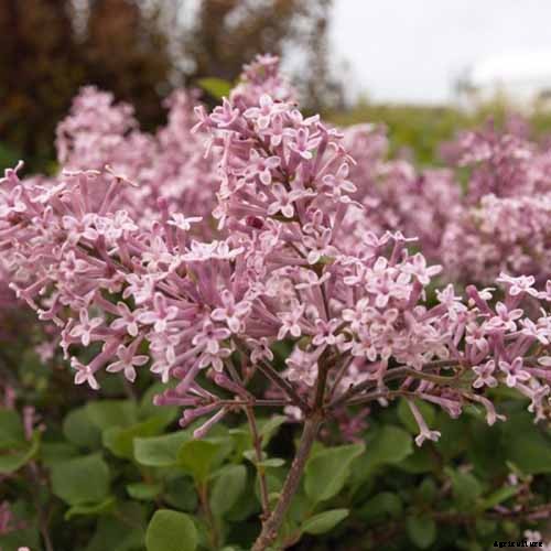 How to Grow Lilacs in Pots and Planters