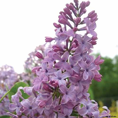 How to Grow Lilacs in Pots and Planters