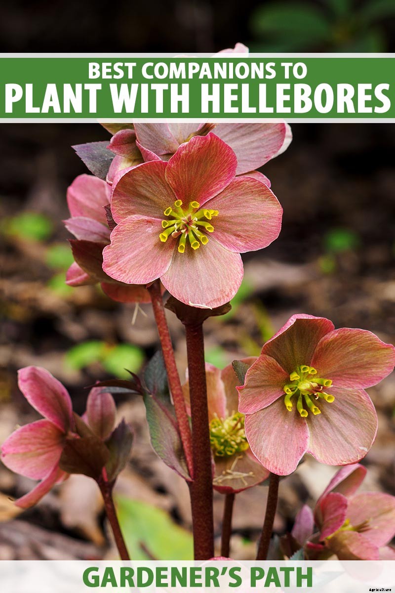 The Best Hellebore Planting Companions