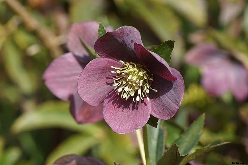 The Best Hellebore Planting Companions