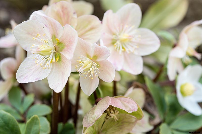 The Best Hellebore Planting Companions