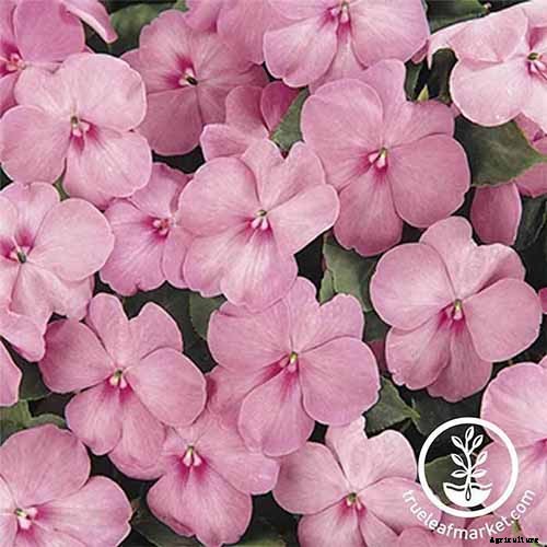 The Best Hellebore Planting Companions