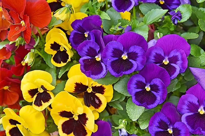 The Best Hellebore Planting Companions