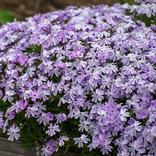 The Best Hellebore Planting Companions