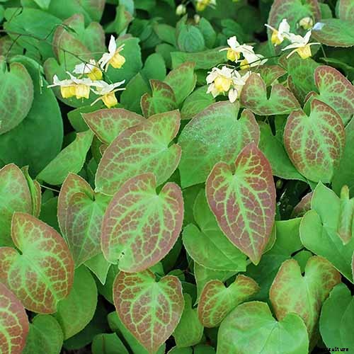 The Best Hellebore Planting Companions
