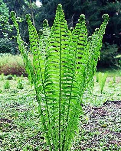 The Best Hellebore Planting Companions