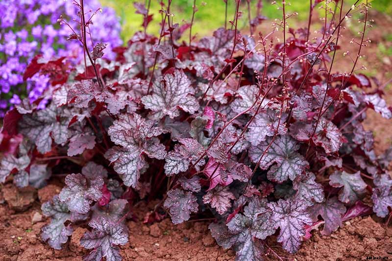 The Best Hellebore Planting Companions